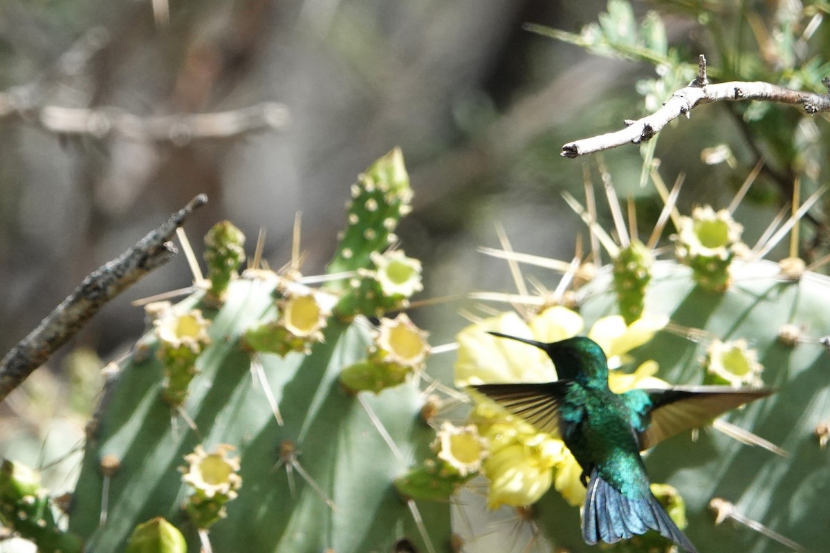 kolibřík modroocasý - ML616464923