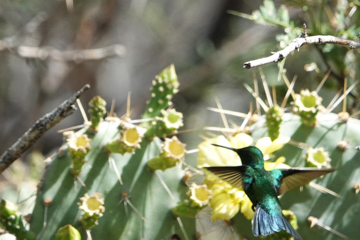 Blue-tailed Emerald - ML616464923