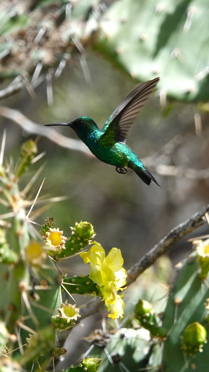 Blauschwanz-Smaragdkolibri - ML616464924