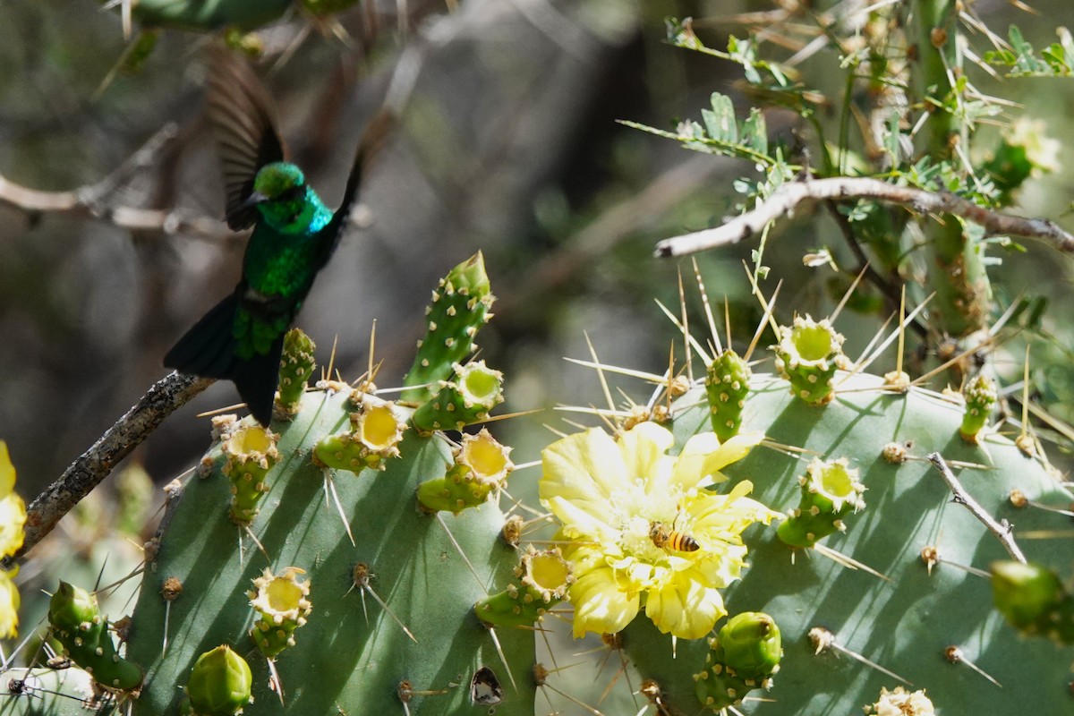 Blue-tailed Emerald - ML616464925