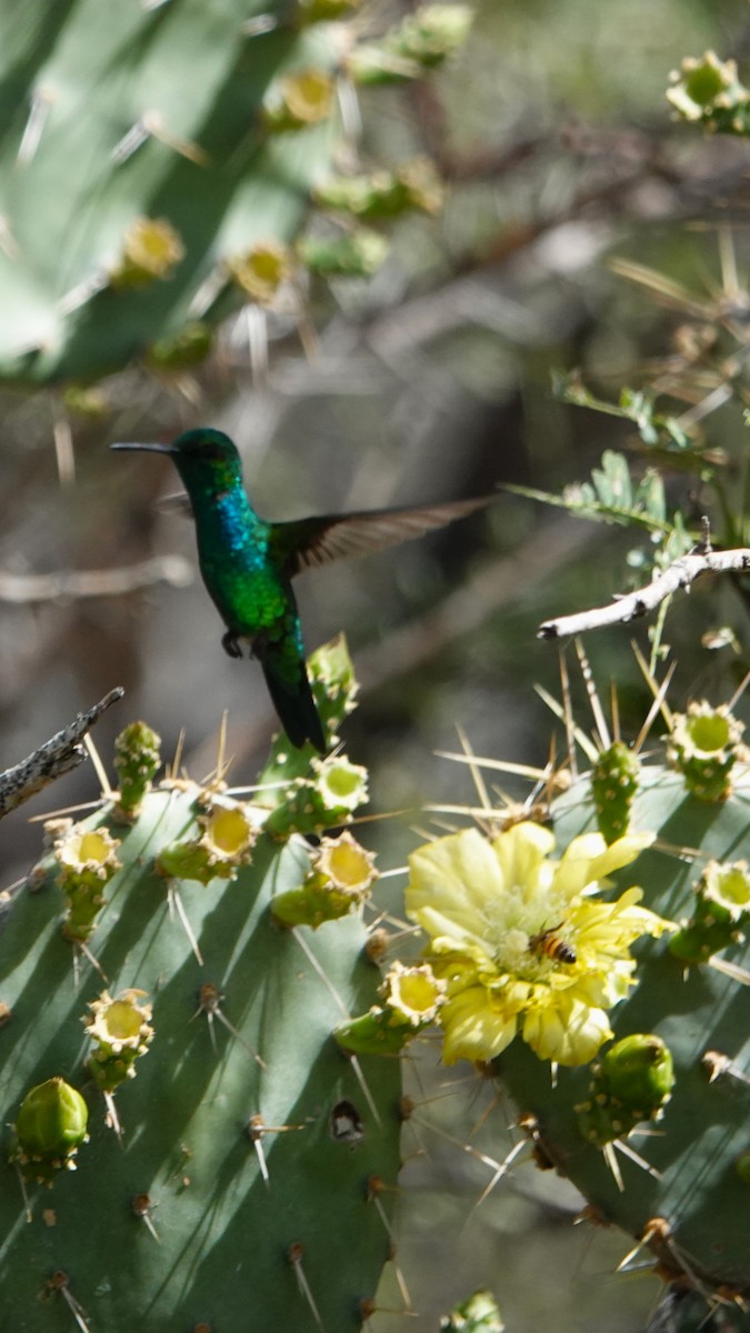 kolibřík modroocasý - ML616464926