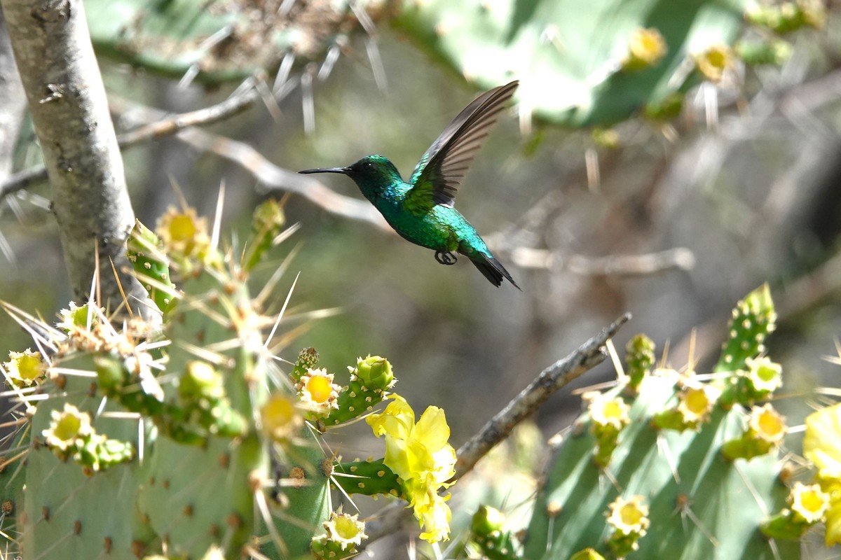 kolibřík modroocasý - ML616464928