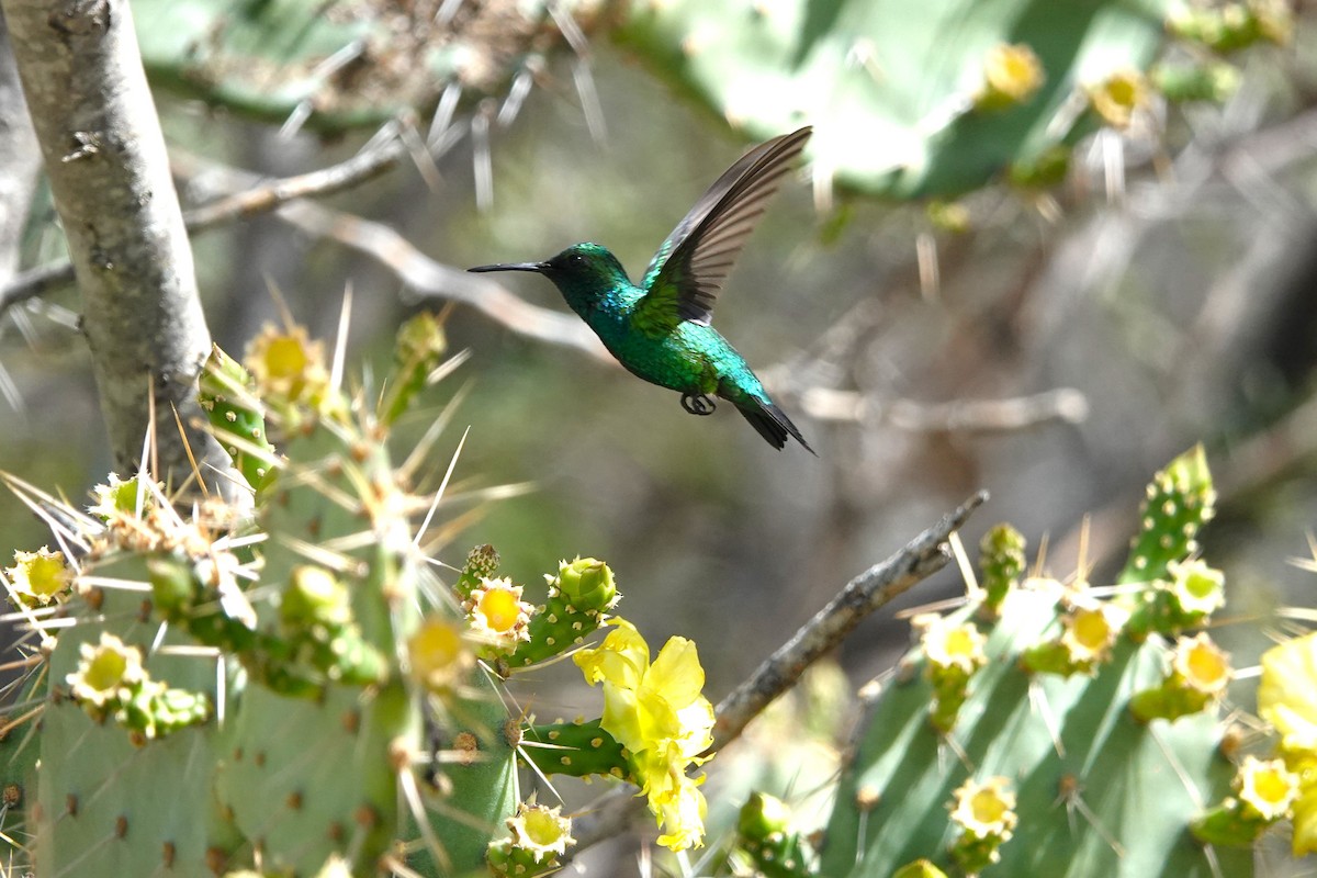 Blauschwanz-Smaragdkolibri - ML616464928