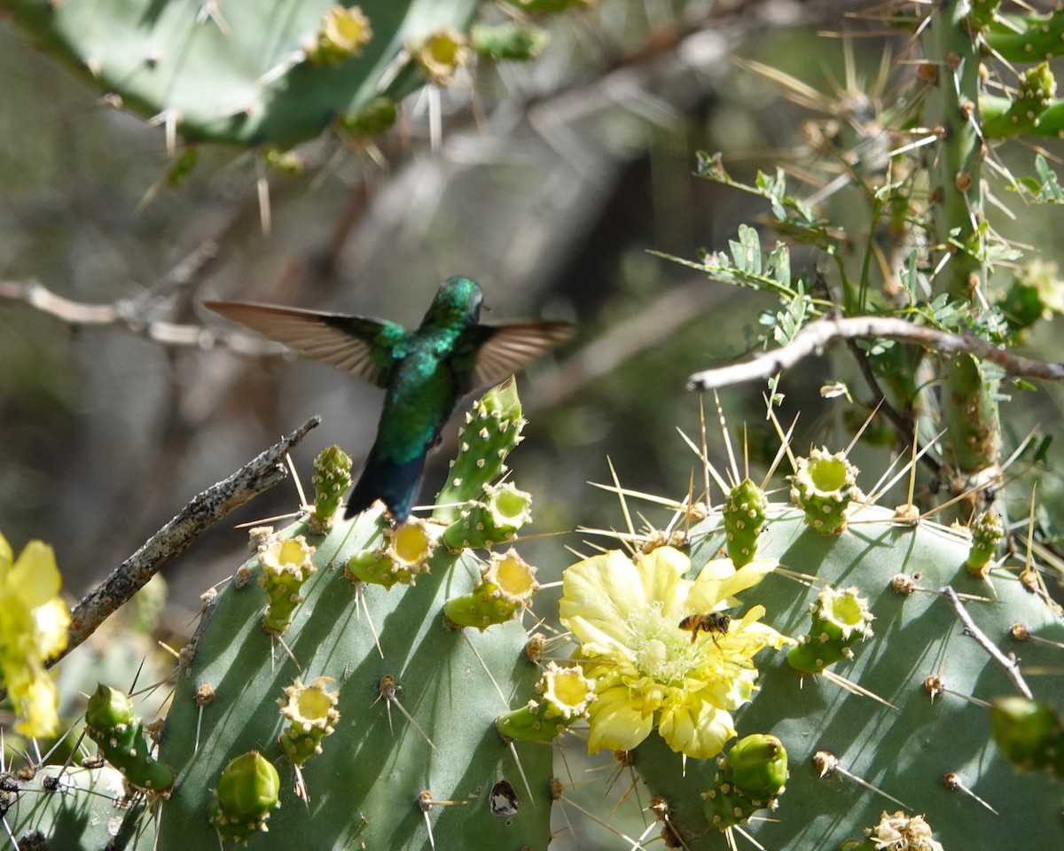 Blauschwanz-Smaragdkolibri - ML616464929