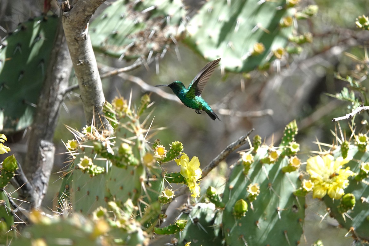 kolibřík modroocasý - ML616464931