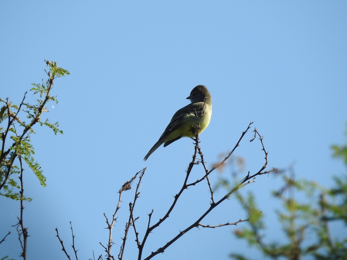 Southern Scrub-Flycatcher - ML616464935