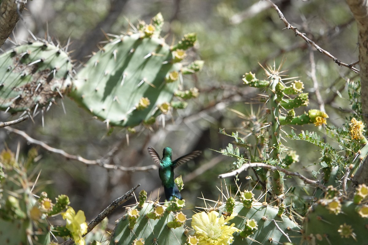 Blue-tailed Emerald - ML616464936