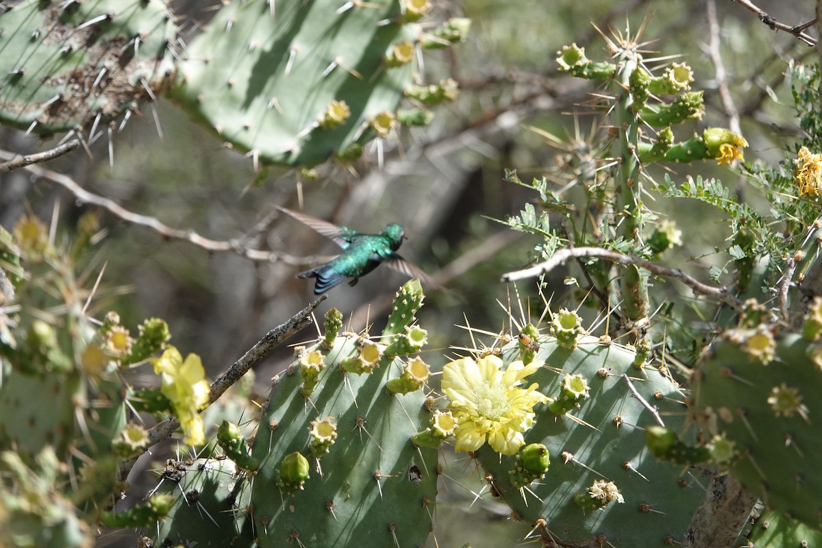 Esmeralda Coliazul - ML616464937