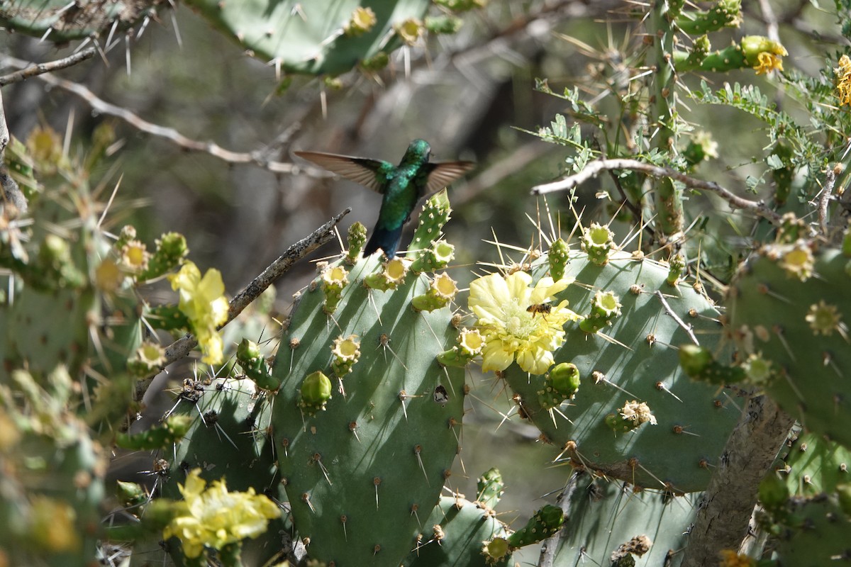 Blue-tailed Emerald - ML616464939