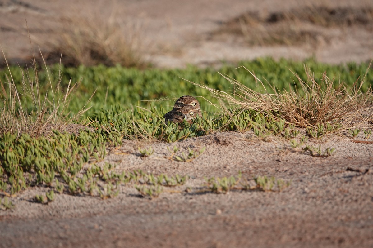 Burrowing Owl - ML616464976