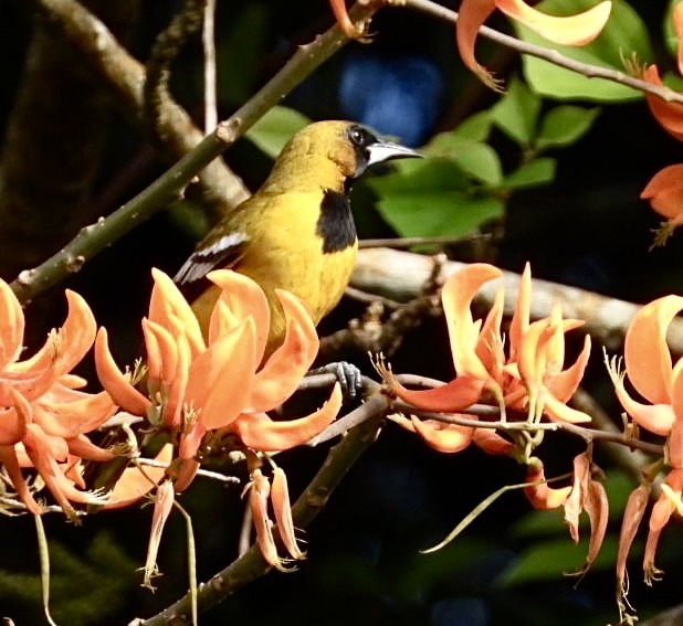 Jamaican Oriole - ML616465002