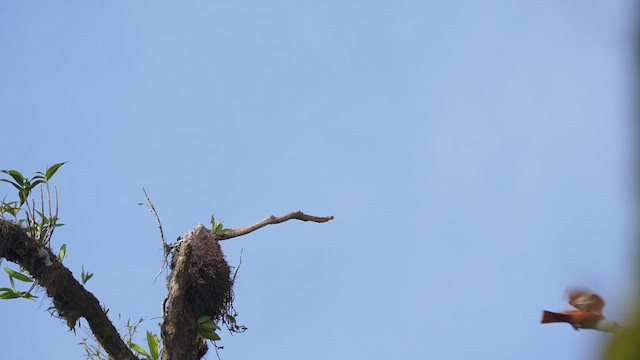 Three-wattled Bellbird - ML616465007