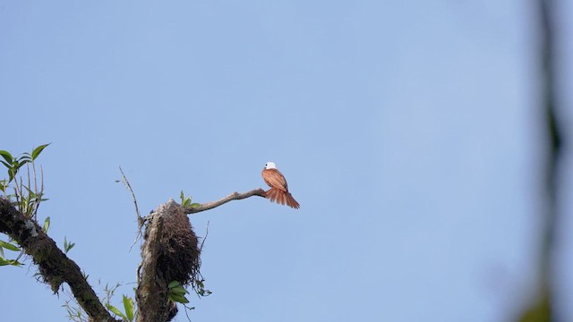 Three-wattled Bellbird - ML616465008