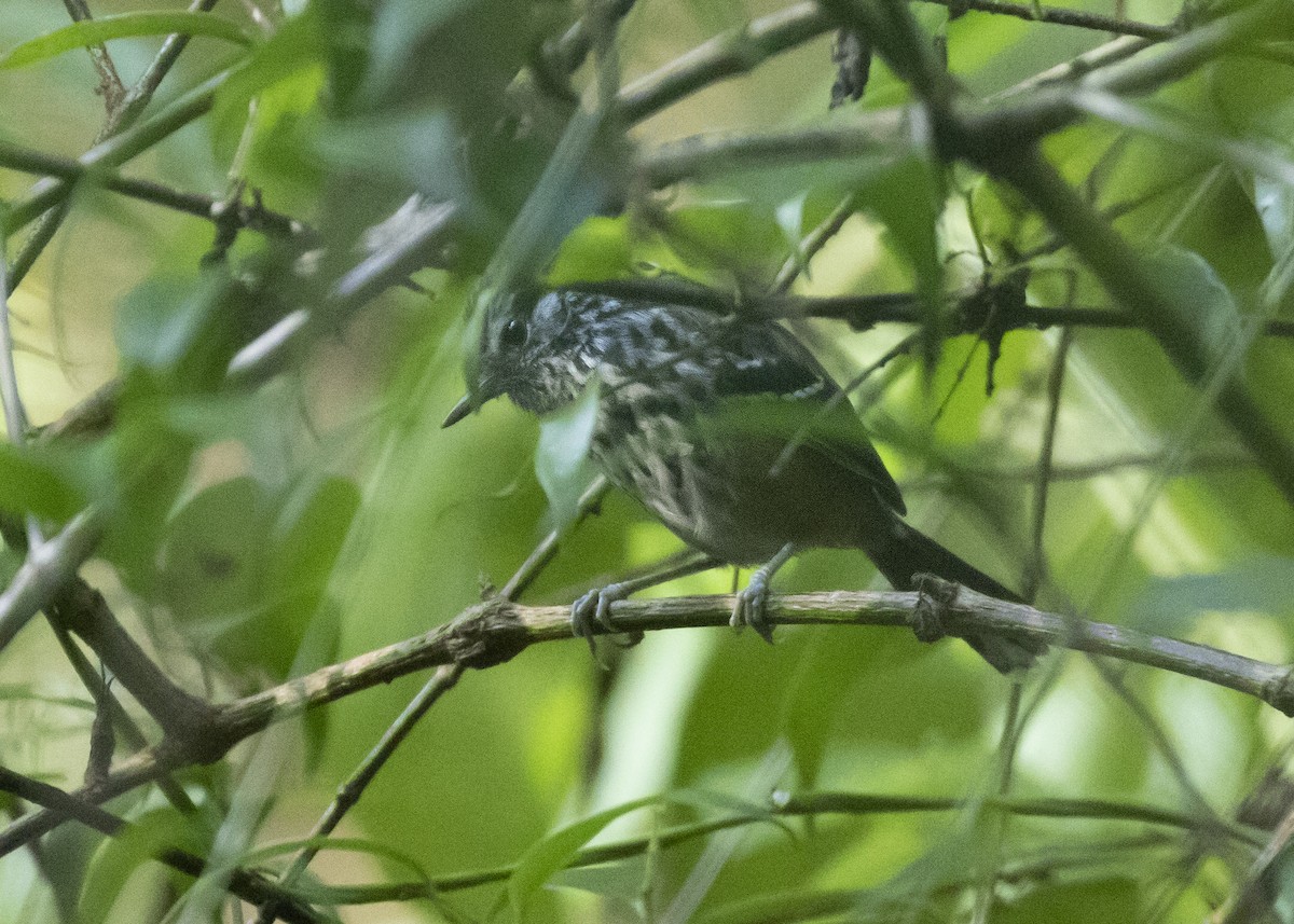 Ochre-rumped Antbird - ML616465009