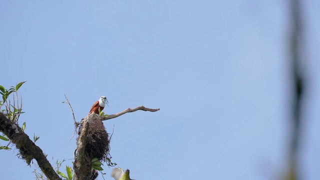 Three-wattled Bellbird - ML616465010