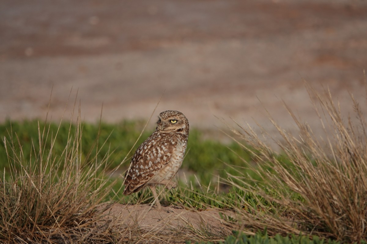 Burrowing Owl - ML616465014