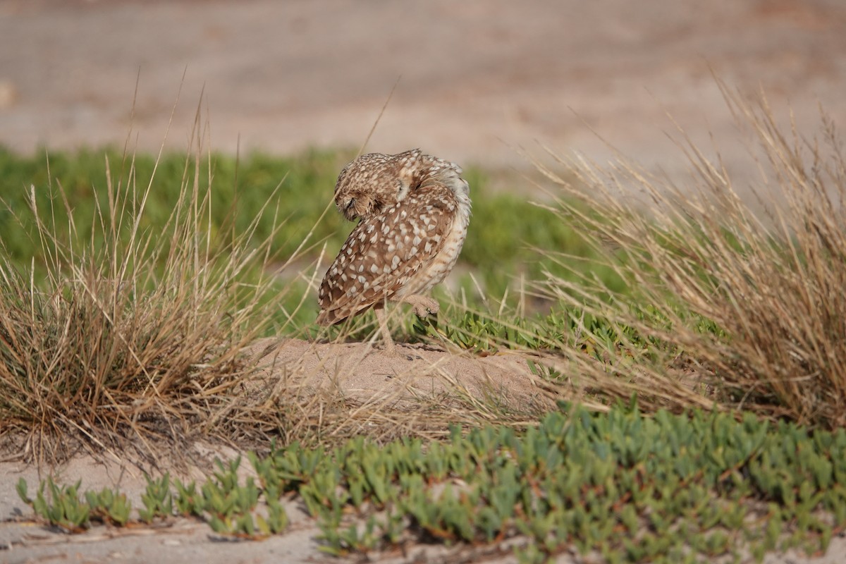 Burrowing Owl - ML616465015