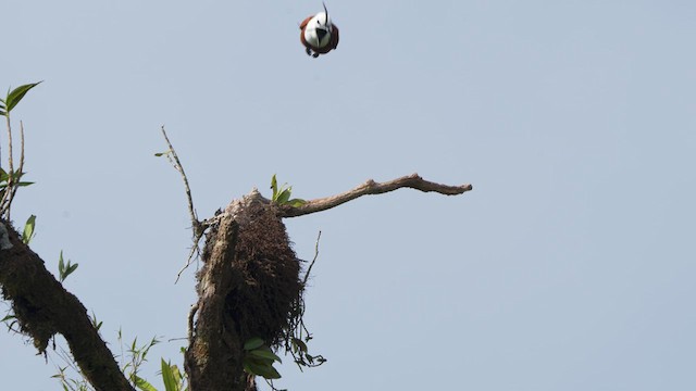 Three-wattled Bellbird - ML616465016