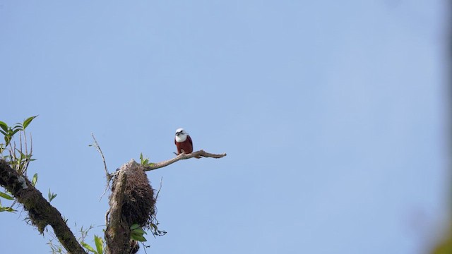 Three-wattled Bellbird - ML616465018