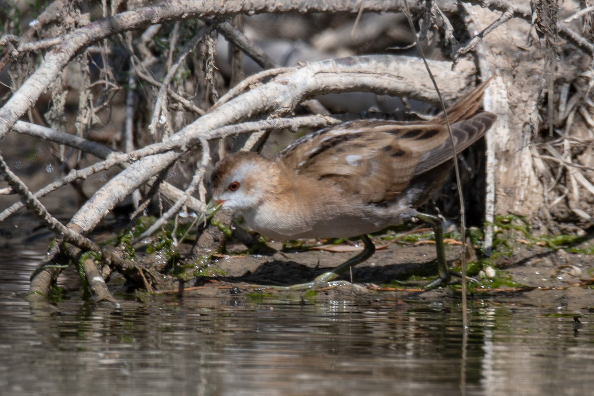 Little Crake - Giota Bourneli