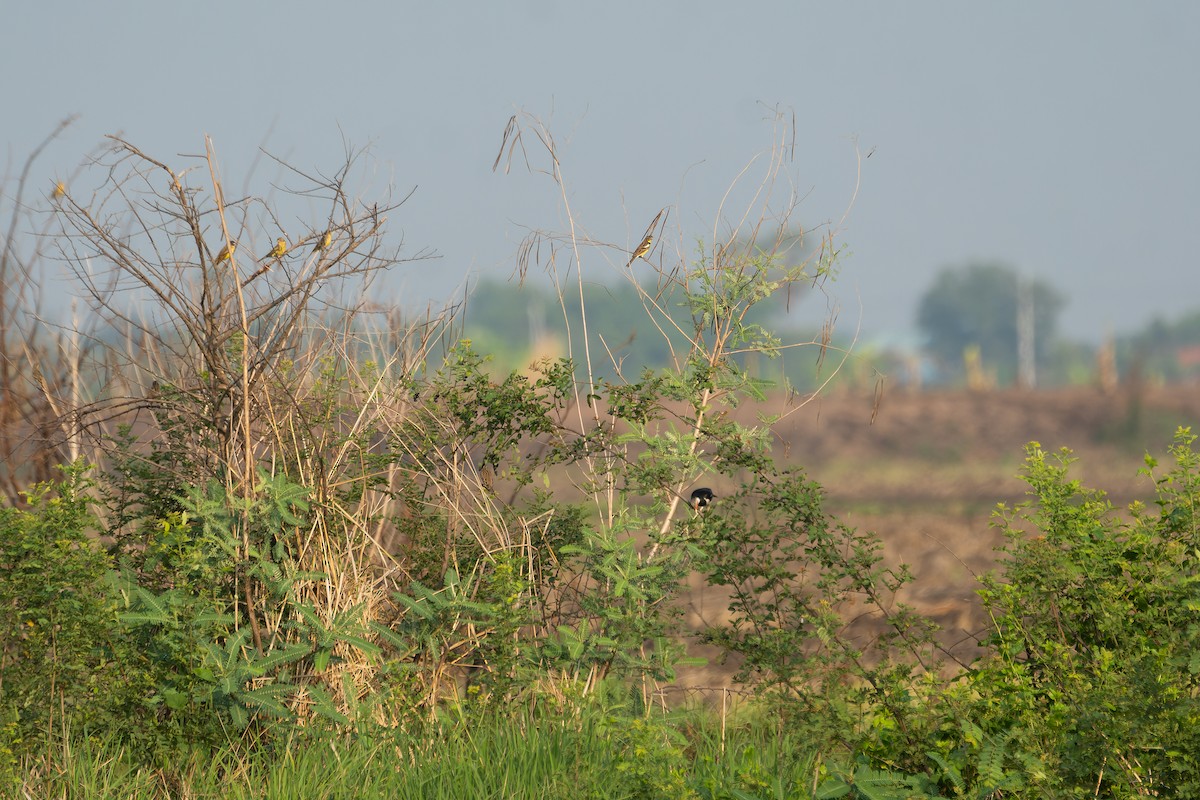 Yellow-breasted Bunting - ML616465028