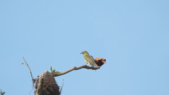 Three-wattled Bellbird - ML616465034