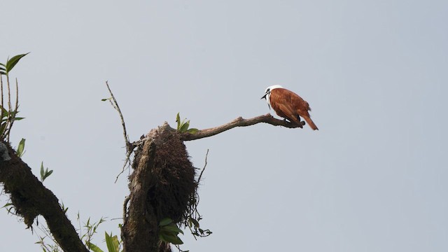 Three-wattled Bellbird - ML616465038