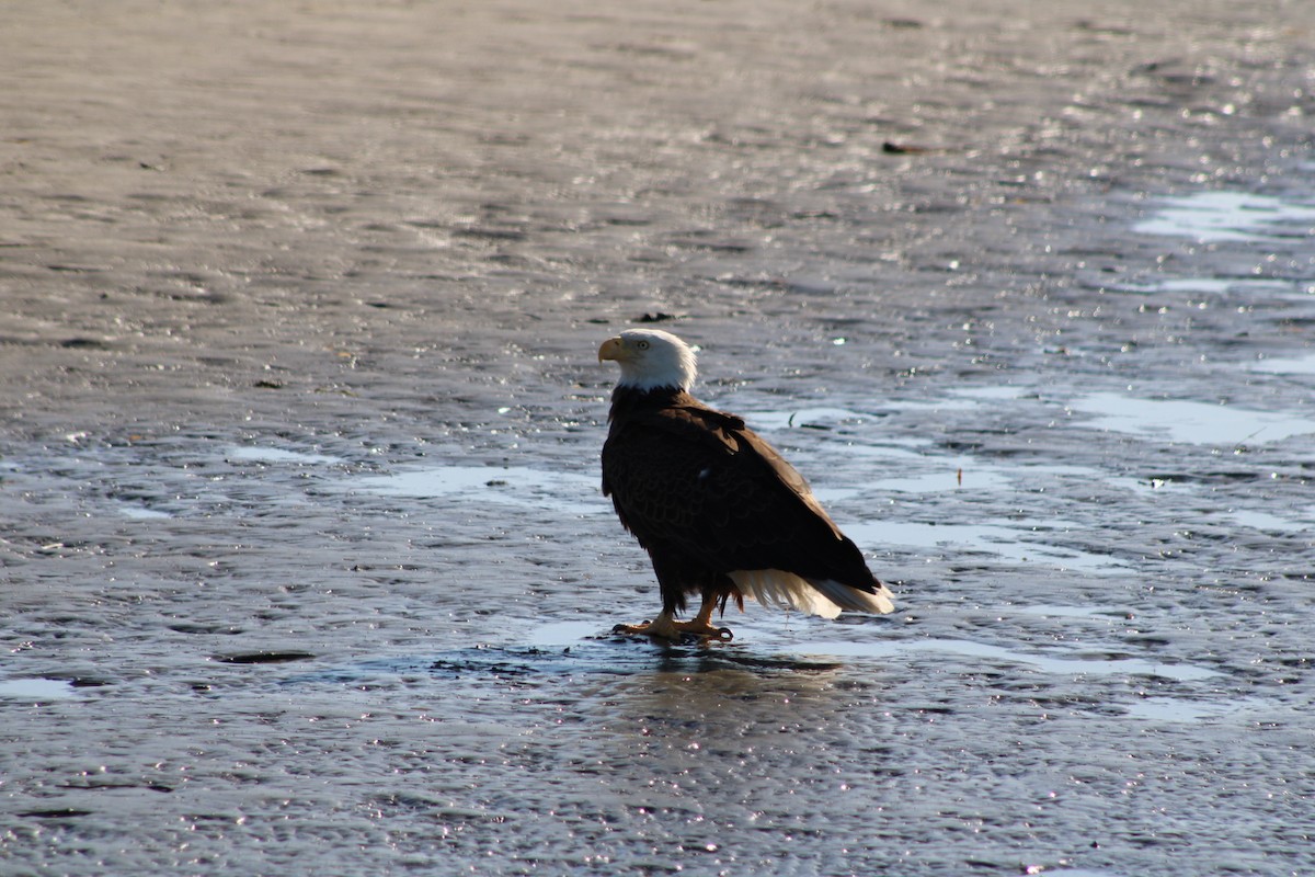 Bald Eagle - ML616465039