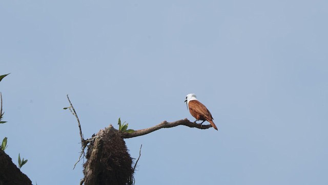 Three-wattled Bellbird - ML616465046