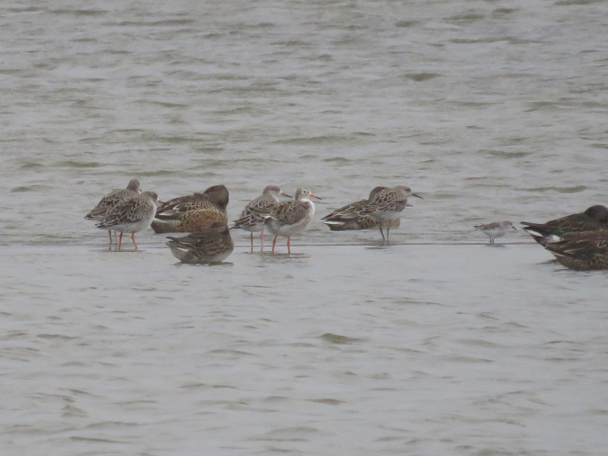 Little Stint - ML616465050