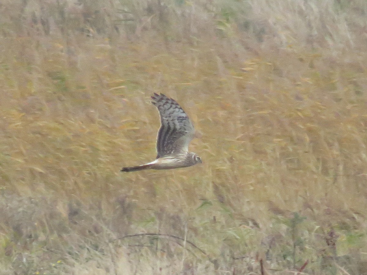 Hen Harrier - David Campbell