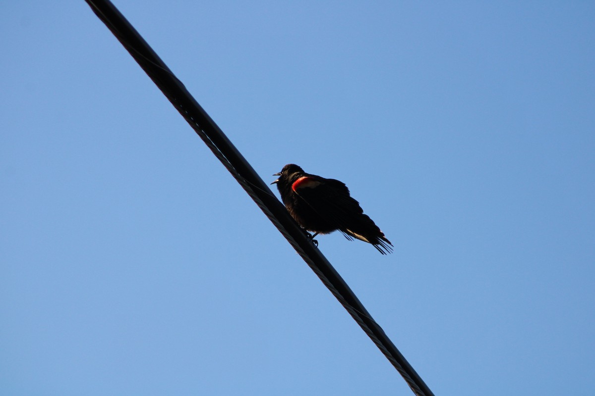 Red-winged Blackbird (Red-winged) - ML616465059
