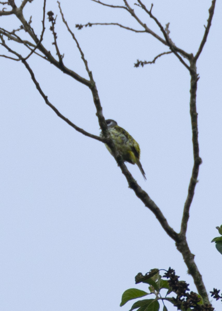 Swallow-tailed Cotinga - Nathaniel Dargue