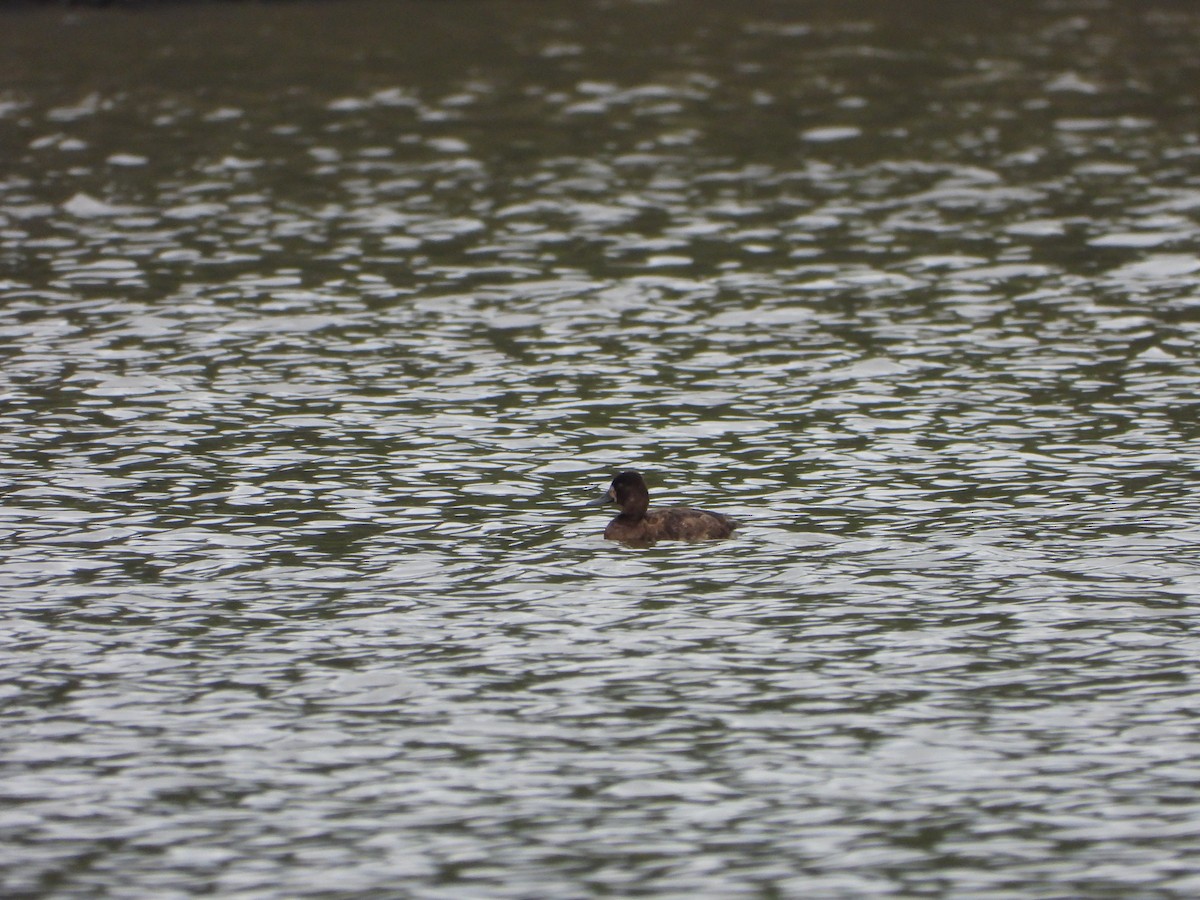 Lesser Scaup - Lesha Roberts