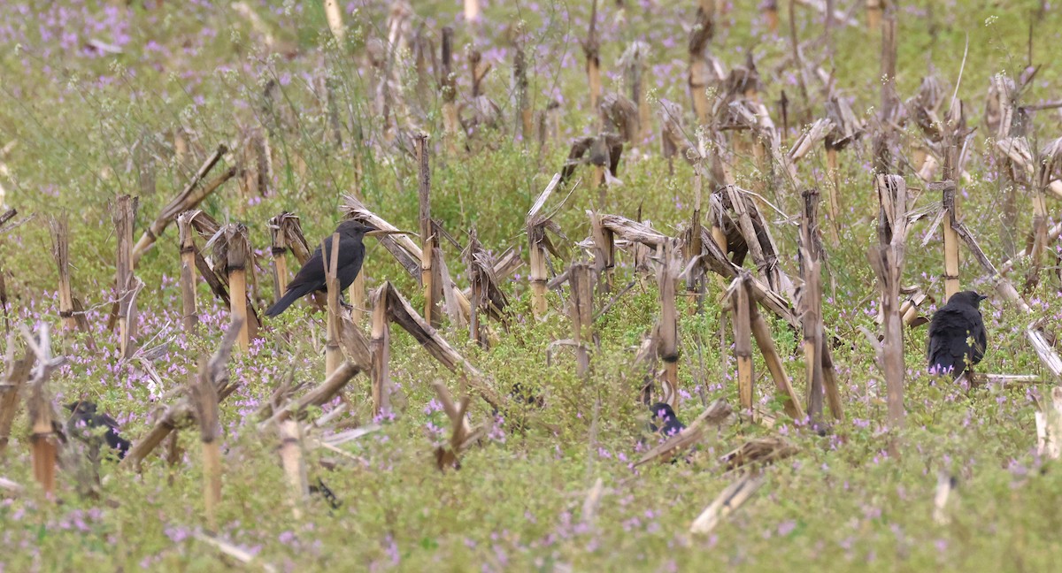 Brewer's Blackbird - ML616465073