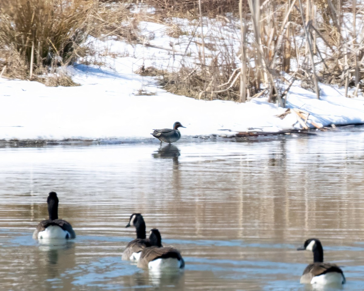 Green-winged Teal - ML616465077