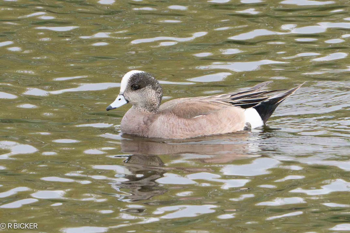 American Wigeon - ML616465084