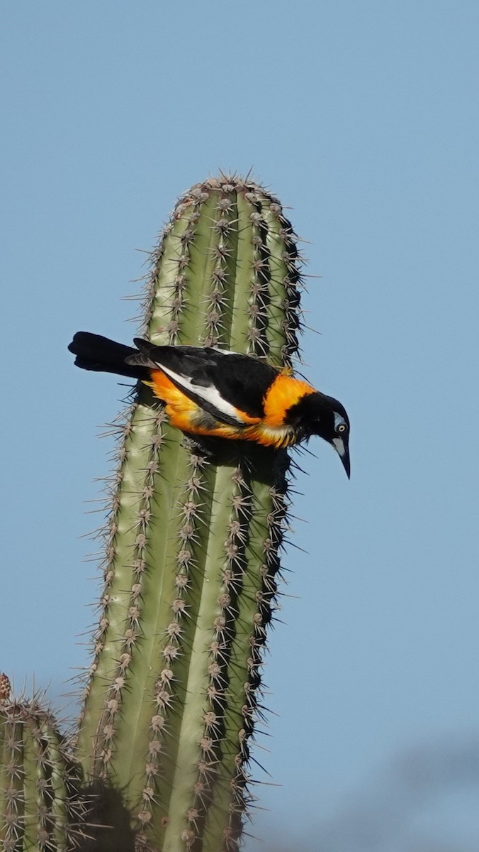 Venezuelan Troupial - Martha Corfman