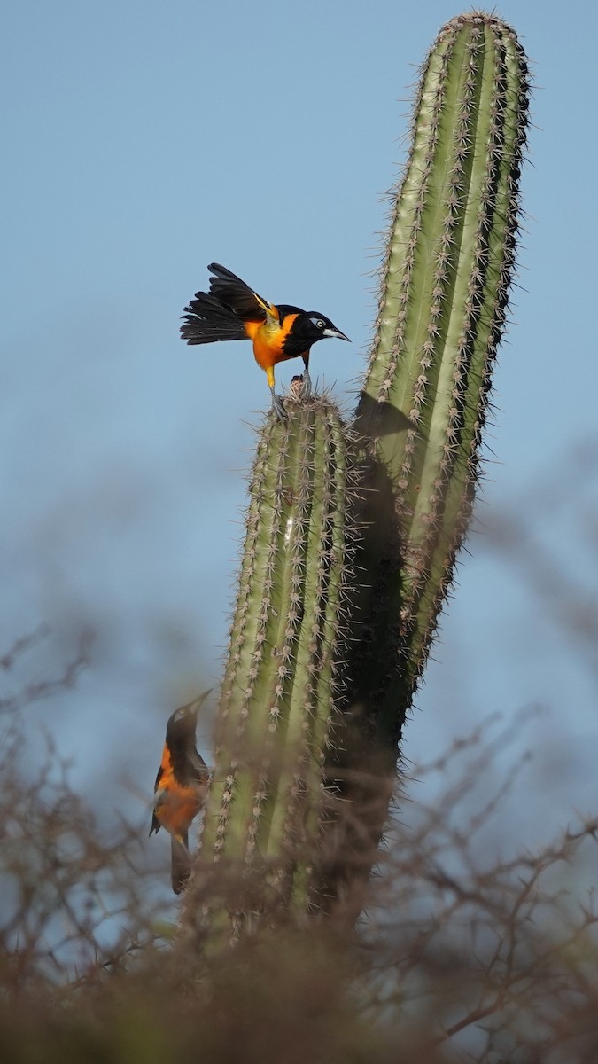 Venezuelan Troupial - ML616465098