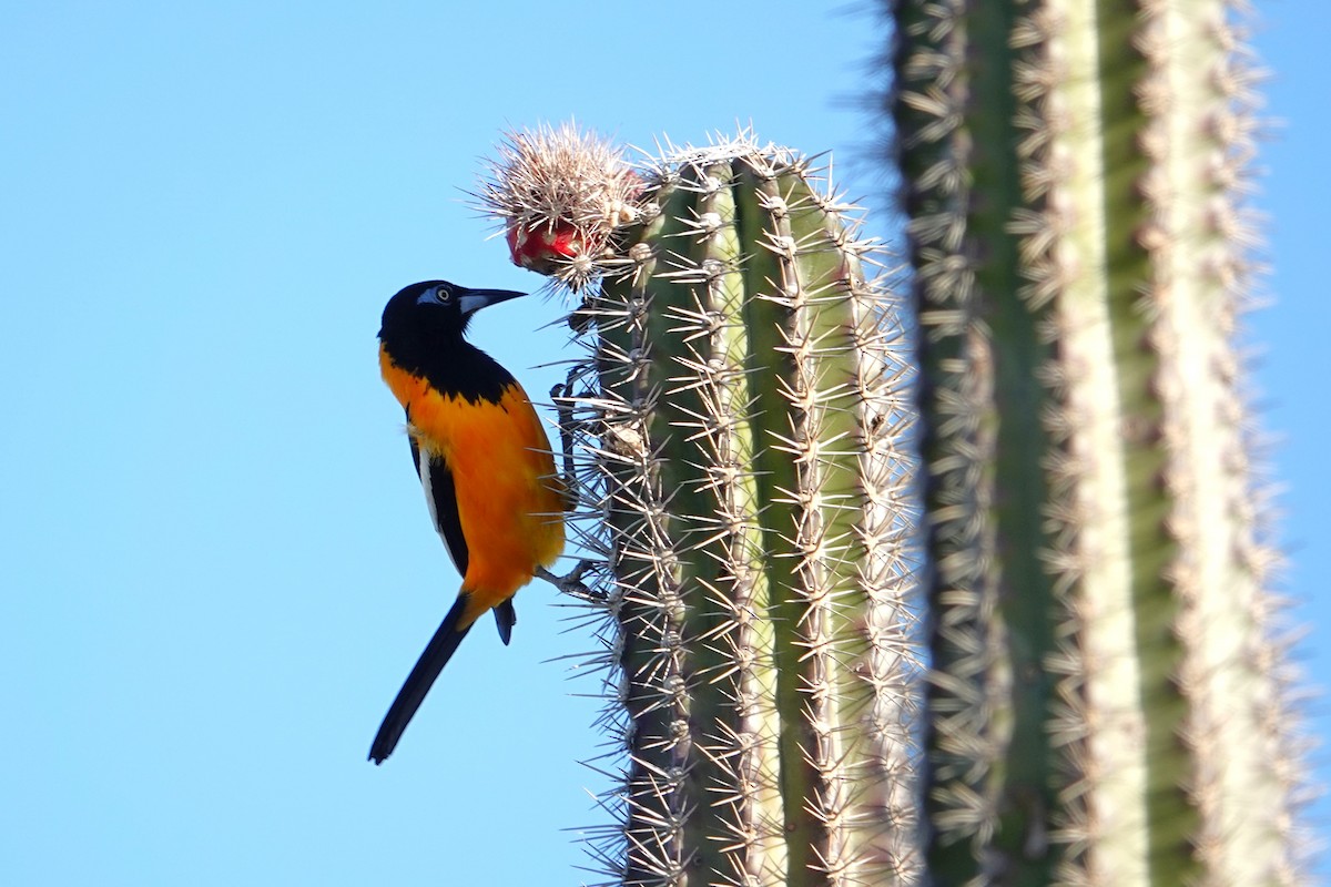 Venezuelan Troupial - ML616465099