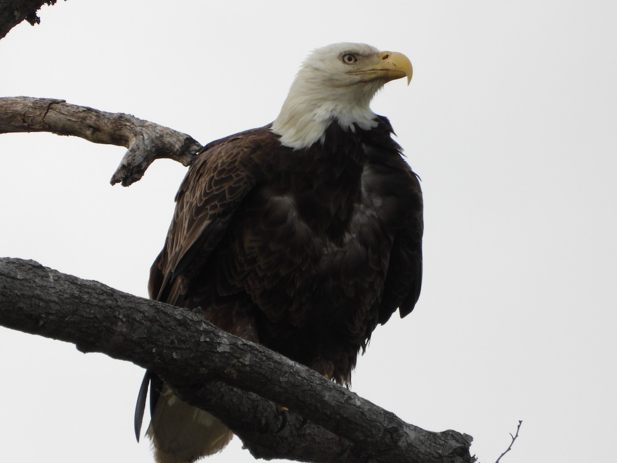 Bald Eagle - ML616465102