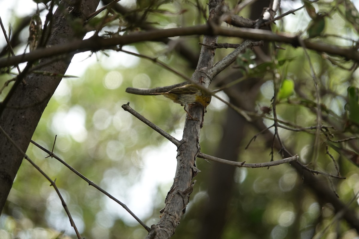 Yellow Warbler - ML616465121