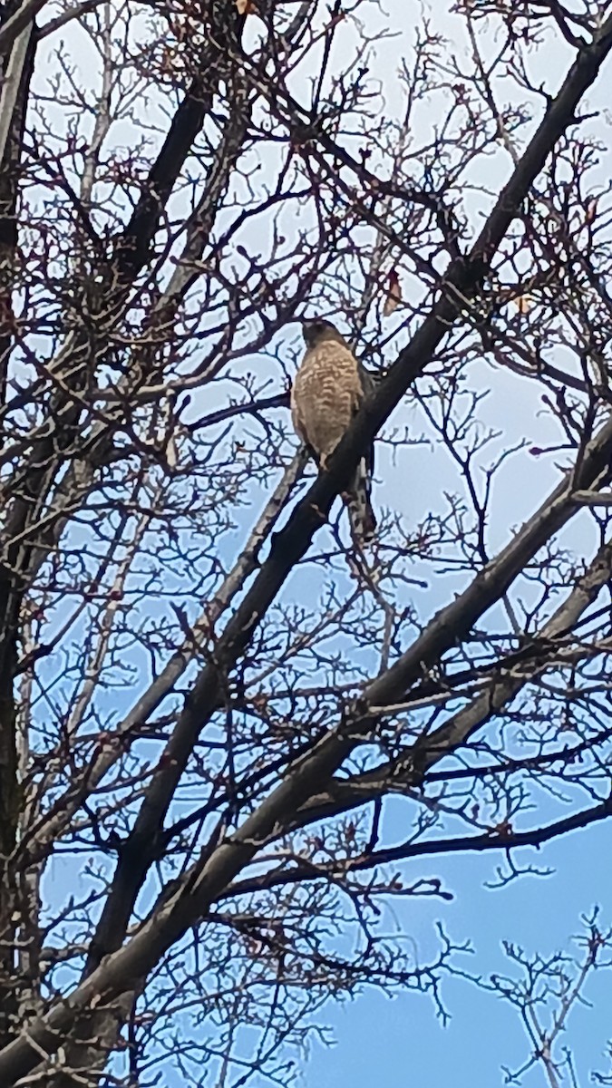 Cooper's Hawk - Atlas Goodrich