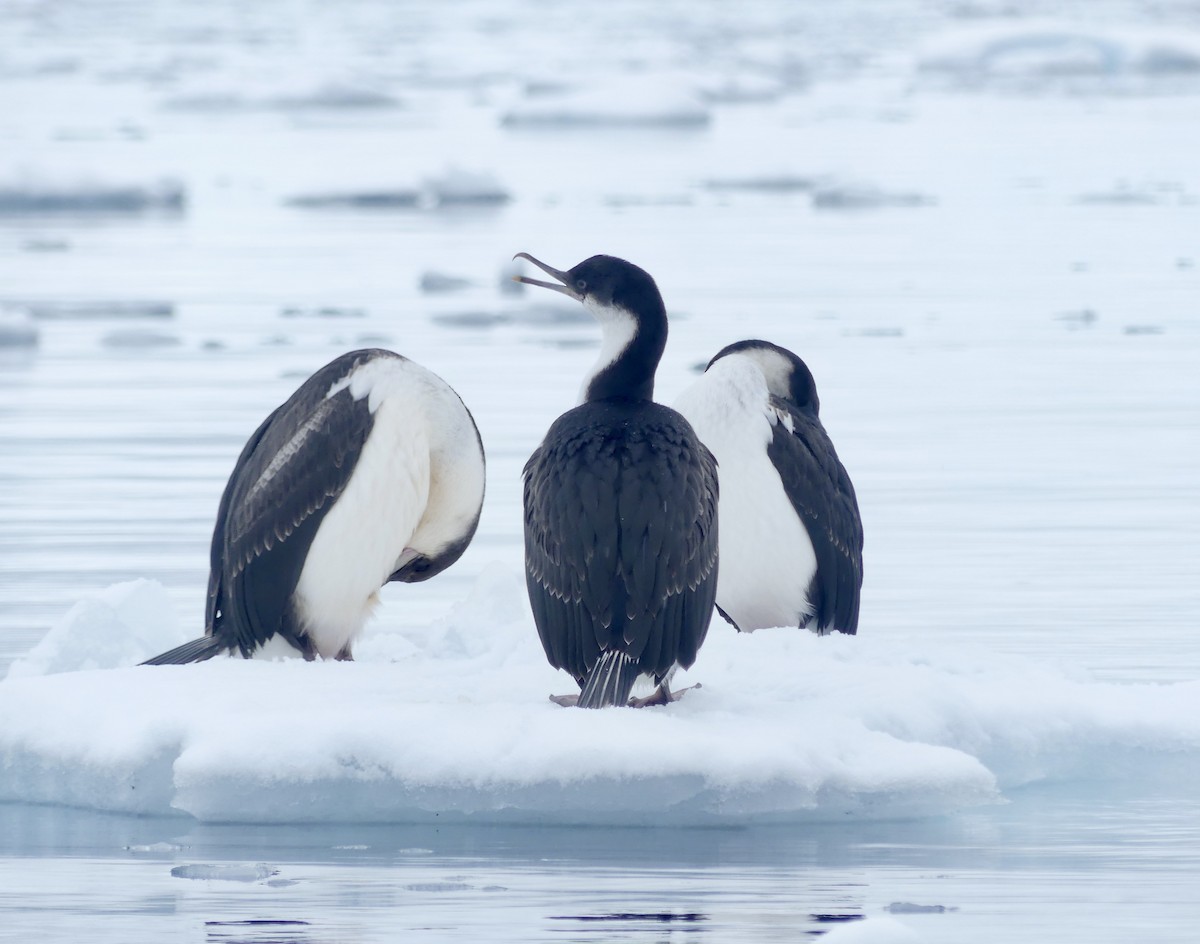 Antarctic Shag - Charles Duncan