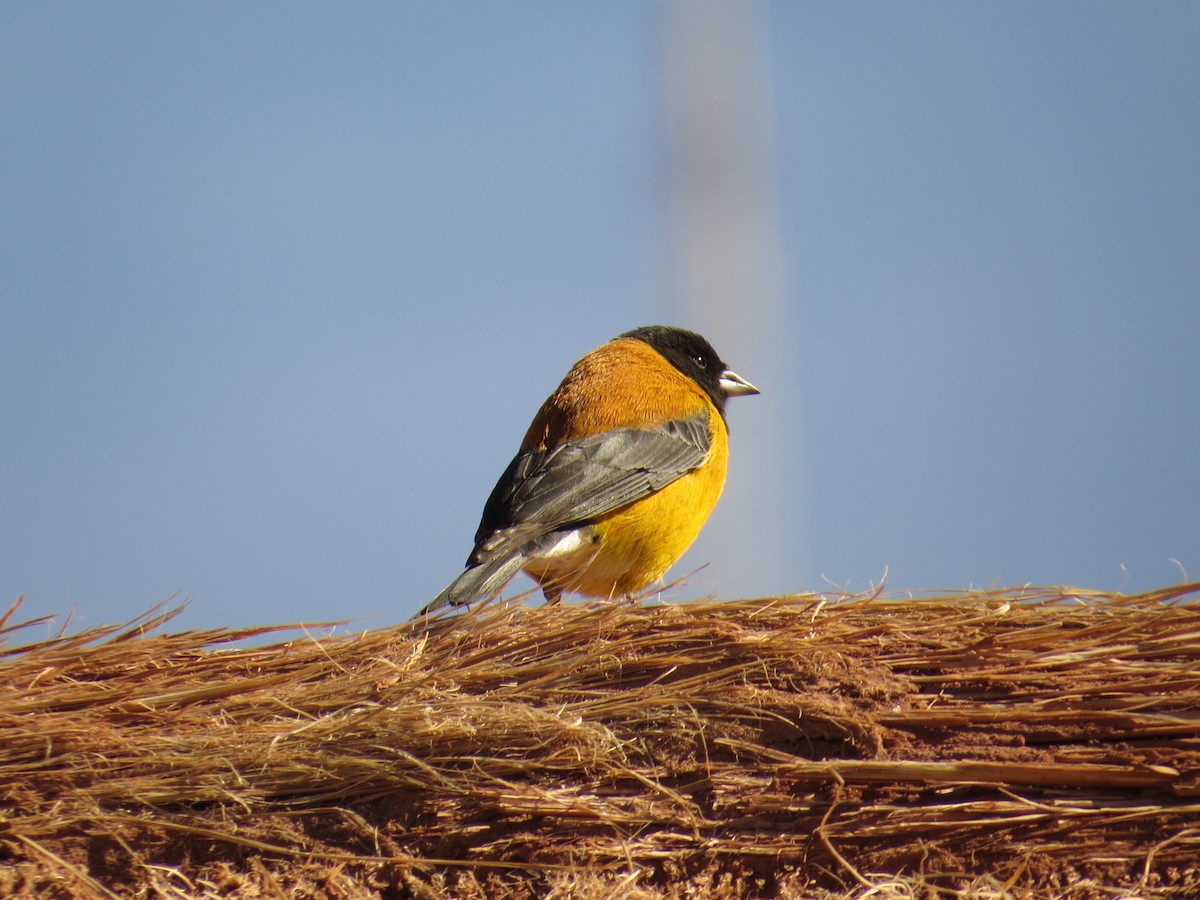 Black-hooded Sierra Finch - ML616465207