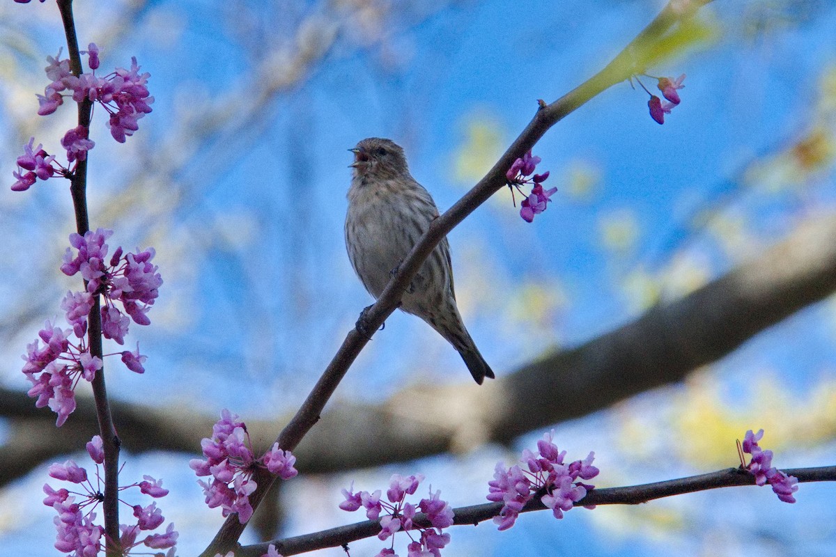 Pine Siskin - ML616465215