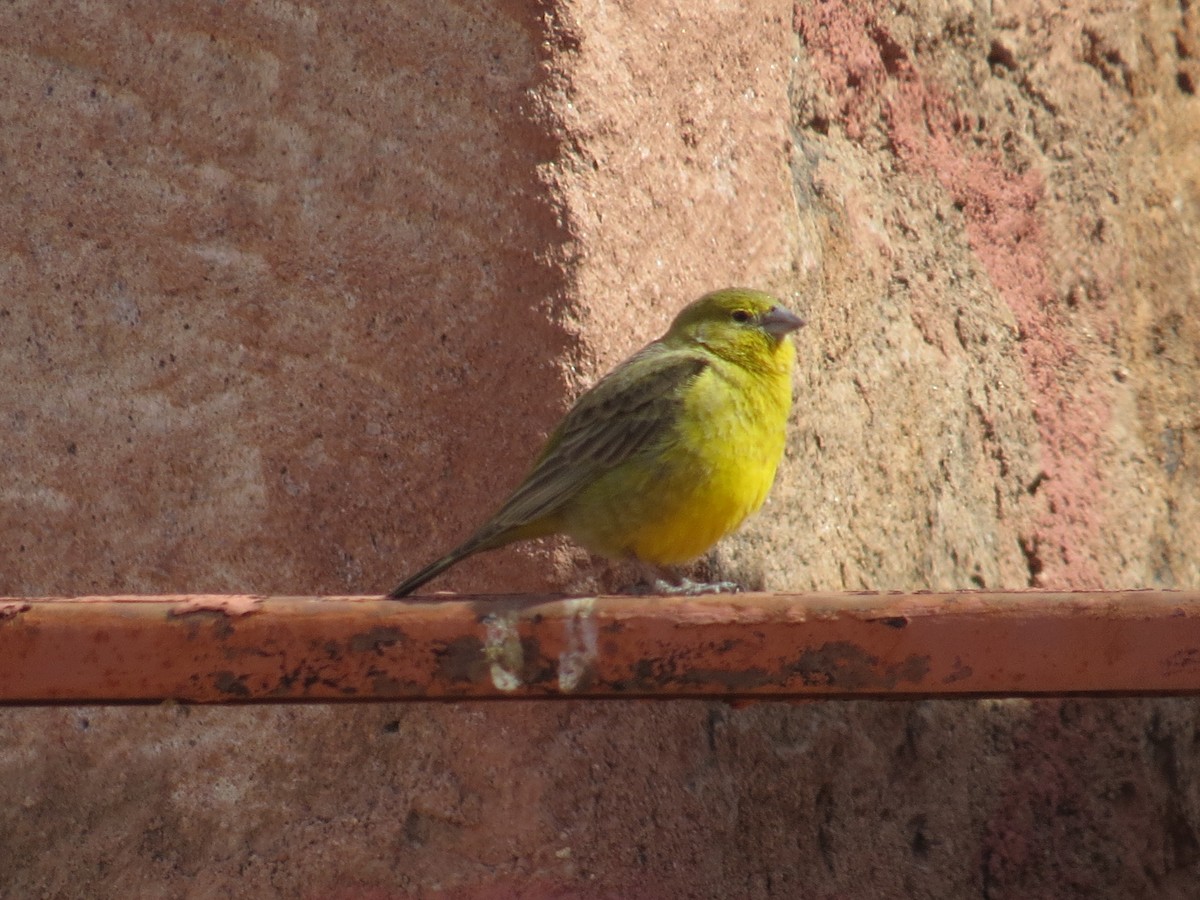 Greenish Yellow-Finch - ML616465217