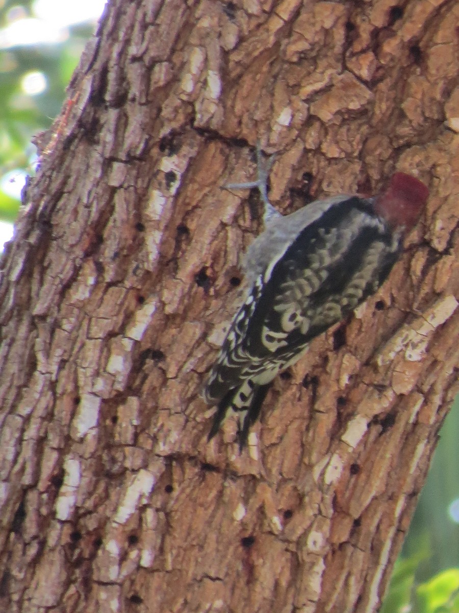 Red-breasted Sapsucker - ML616465220