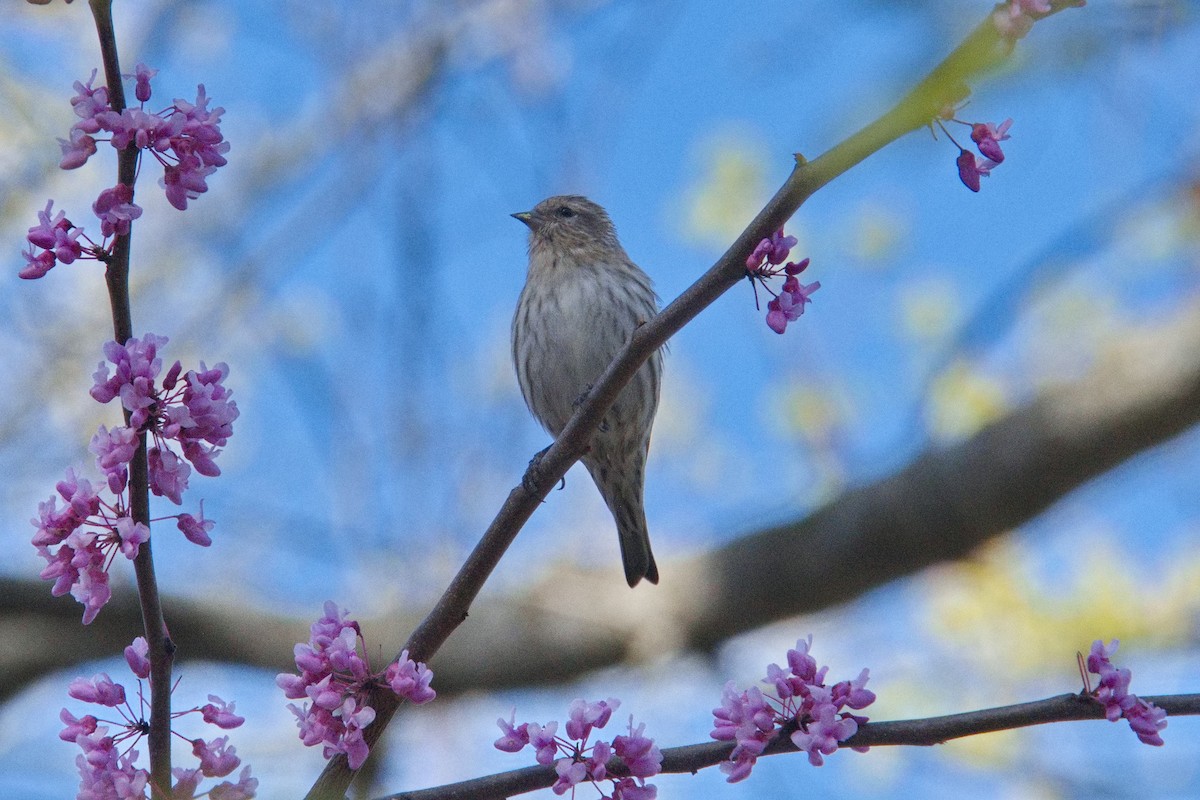 Pine Siskin - ML616465223