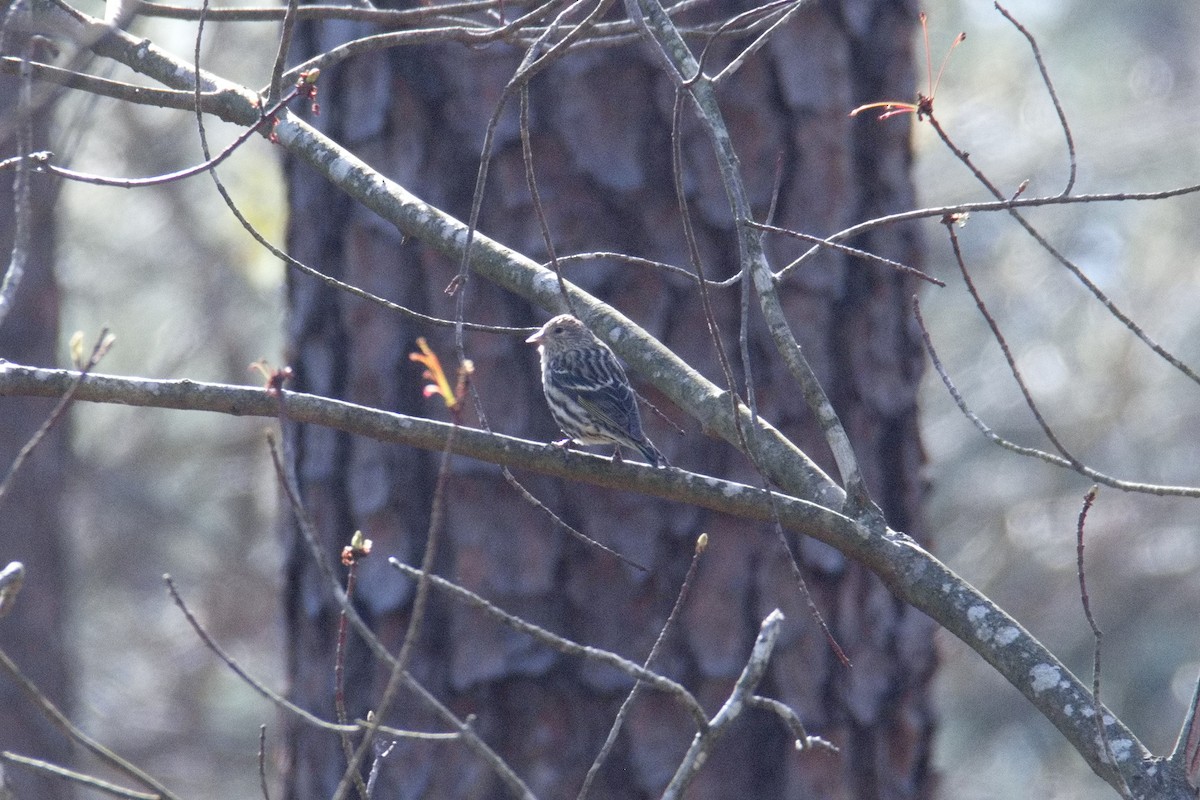 Pine Siskin - ML616465229